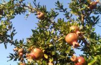 /customerDocs/images/avatars/58415/58415-ΚΑΤΟΙΚΙΑ ΔΙΑΚΟΠΩΝ-POMEGRANATE SEASIDE CORNER-ΦΑΝΑΡΙ ΡΟΔΟΠΗΣ-LOGO.png